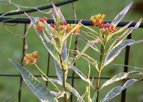 Plant Asclepias for Monarch butterflies | Mississippi State University Extension Service