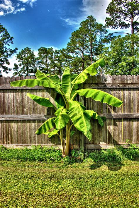 HDR- Banana Tree Free Stock Photo - Public Domain Pictures