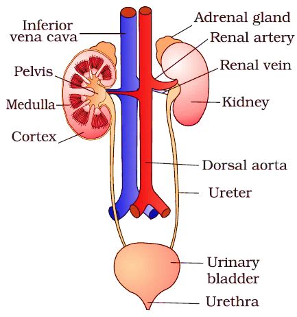 What is the difference between the excretory system of humans and plants?