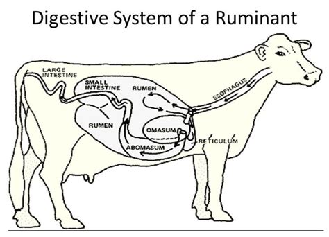 How Many Stomachs Does A Cow Have? - Sand Creek Farm | Animals, Cow ...