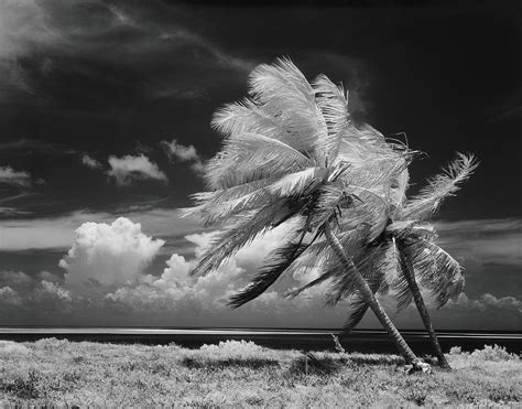 Palm Trees Blowing In Wind by H. Armstrong Roberts