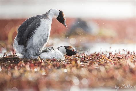 Hooded grebe – Ugo Mellone – Wildphoto