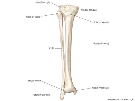 The Fibula Lower Leg Bones Leg Bones Joints Anatomy | Images and Photos ...