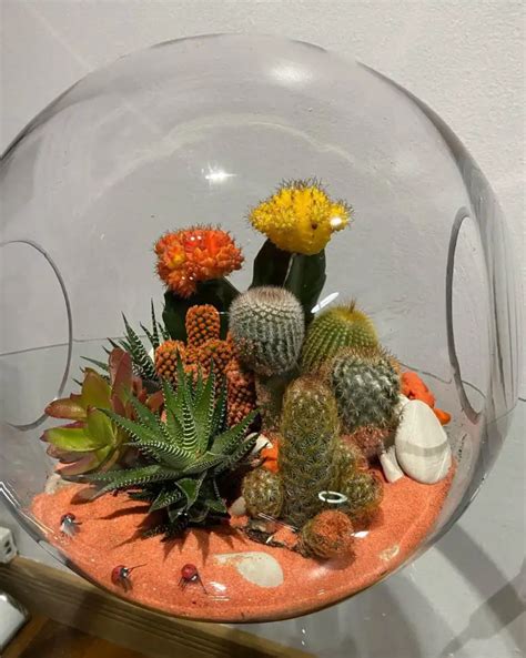 20 Ideas for Cactus Arrangement for Your Summer Decoration - Talkdecor