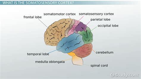 Somatosensory Cortex: Definition, Location & Function - Video & Lesson Transcript | Study.com