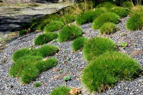 10 Drought-Resistant Grasses for Low-Maintenance Lawns