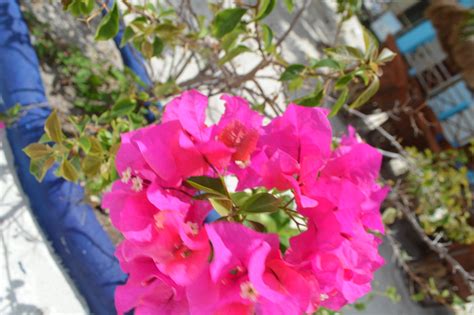 Deep pink tropical Mexican flowers alongside of the Malecó… | Flickr