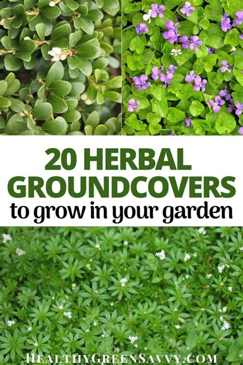 20 Ground Cover Herbs for a Delicious Edible Yard