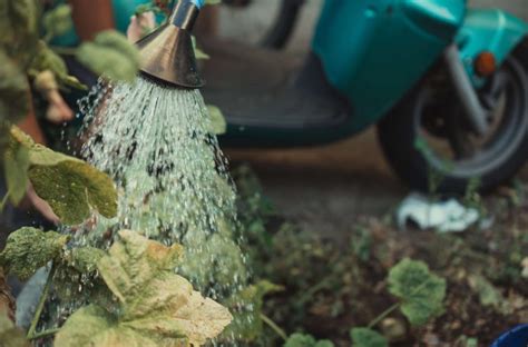 Create a waterwise garden with these 5 easy tips | SA Garden and Home