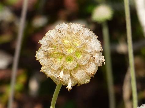 Caprifoliaceae - Lomelosia Minoana - Crete | Chelsea Physic … | Flickr