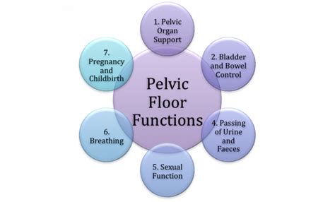 Pelvic Floor Dysfunction The Uk - Carpet Vidalondon