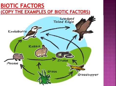 PPT - -Biotic - Abiotic -Tropism -Limiting Factors PowerPoint Presentation - ID:2416187