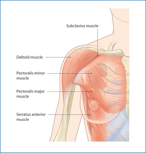 Breast and Pectoral Region | Basicmedical Key