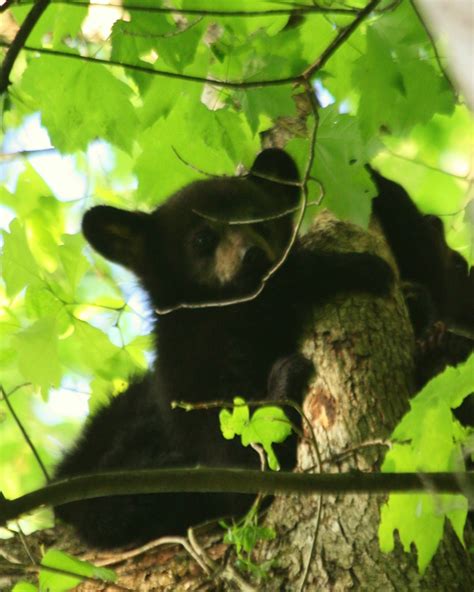 Black bear cubs | Three yound black bear cubs wait in a tree… | Flickr