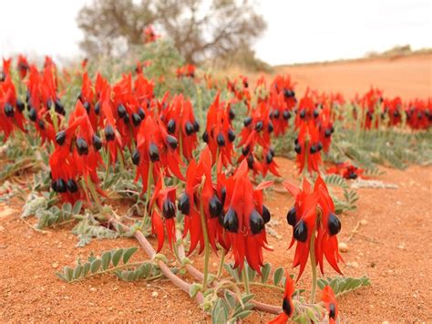 What Is The State Flower Of South Australia | Best Flower Site