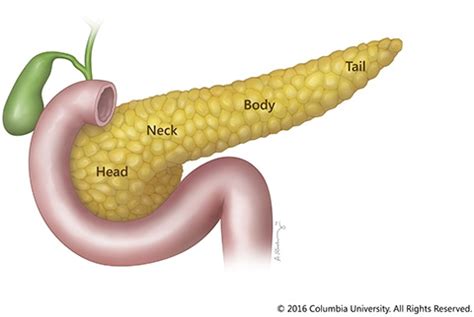 Pancreas Functions, Location & Disease | Columbia Surgery