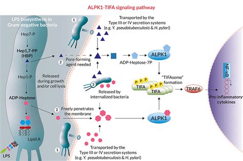 ALPK1-TIFA | Metabolite sensors | InvivoGen