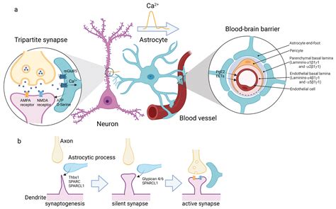 Life | Free Full-Text | Crosstalk between Blood Vessels and Glia during the Central Nervous ...