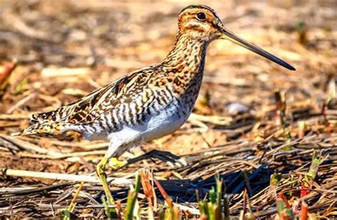 Snipe - Description, Habitat, Image, Diet, and Interesting Facts