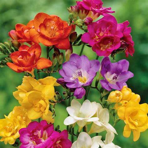 Flower Homes: Freesia Flowers