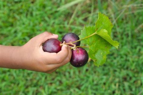 4 Fungsi Utama Anggur Muscadine Untuk Kesihatan | Fruit, Food, Plum