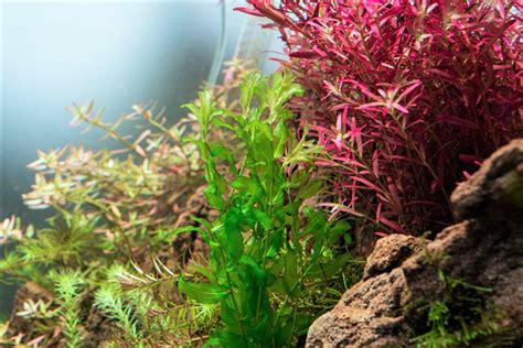 Potamogeton Crispus | Live Aquarium Plants - Buce Plant