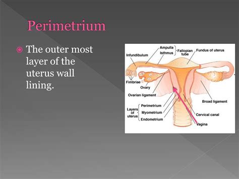 PPT - Female Anatomy PowerPoint Presentation, free download - ID:2029925