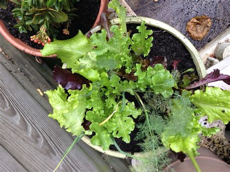 Lettuce container gardening | Container gardening, Garden, Plants