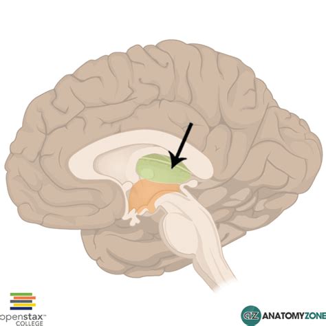 Thalamus - AnatomyZone