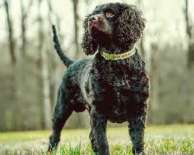 American Water Spaniel - Dog Breed Guide