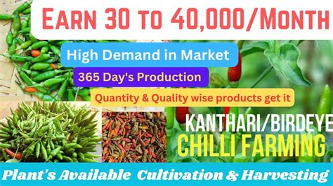 Kanthari Chilli Krishi in Hindi/कमाई 30 से 40हजार महीना/BirdEye Chilli Farming/Kanthari ...