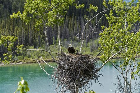 Bald Eagle Nesting Photograph by Mark Newman | Fine Art America