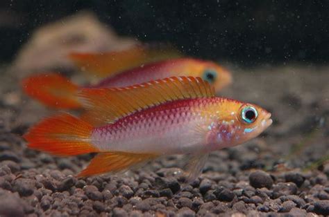 Super Fire Red Apistogramma Agassizii Cichlid Pair REGULAR - Bluegrassaquatics.com