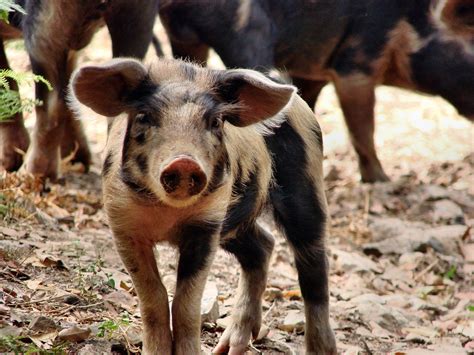 700+ Free Piglet & Pig Images - Pixabay