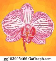 7 Engraving Illustration Of Phalaenopsis Clip Art | Royalty Free - GoGraph