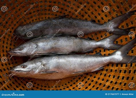 Group of Silver Catfish for Sale in the Market Stock Image - Image of ...