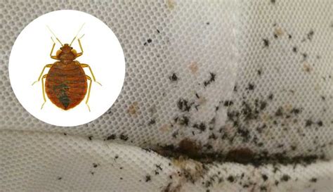 How To Kill Bed Bugs Quickly - TIME BUSINESS NEWS