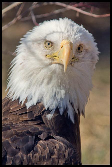 Visual #BibleVerseoftheDay: Bald Eagle, Eastern Nebraska and Psalm 103: ...