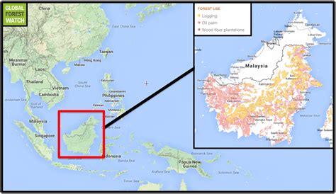 Marooned in shrinking forests, Bornean orangutans hang on as disaster looms (PART I)