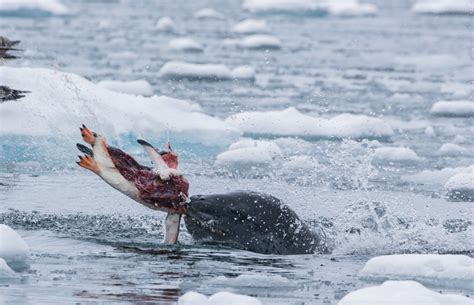 Contribute to science with your leopard seal pictures