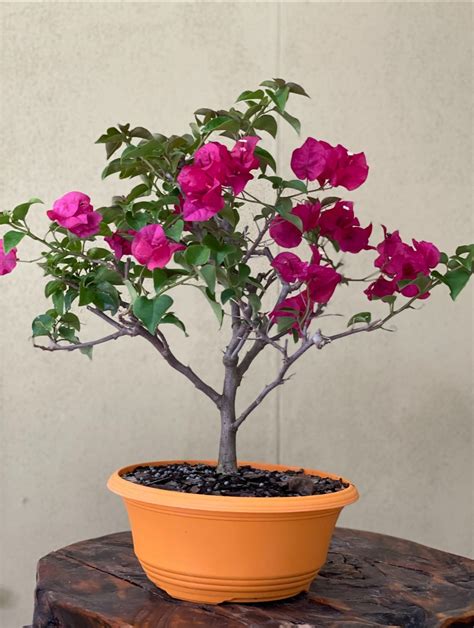 Bougainvillea Bonsai Training | ubicaciondepersonas.cdmx.gob.mx