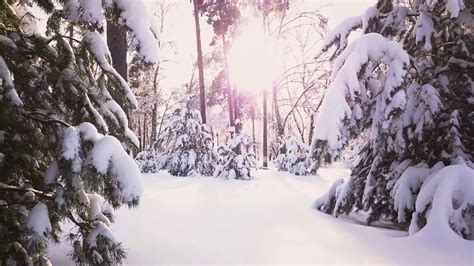 Winter Woods Wallpaper (54+ images)