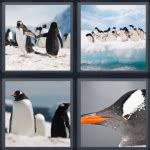 Penguin in 4 Pics 1 Word