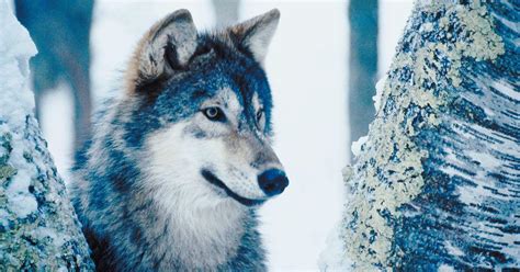 Wisconsin Wolf Hunt 2021: Hunters Can Kill 300 Gray Wolves