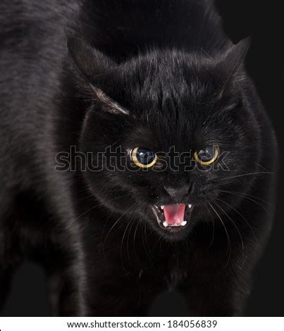 Angry black cat Stock Photos, Images, & Pictures | Shutterstock