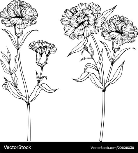 Carnation flower drawing Royalty Free Vector Image