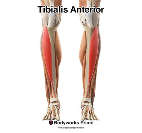 Tibialis Anterior Muscle Anatomy - Bodyworks Prime