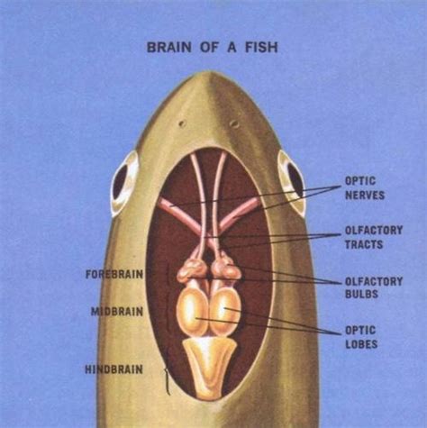 brain of a fish | Scientific illustration, Anatomy medical, Brain anatomy