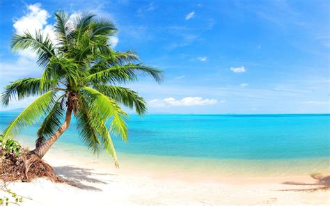 Ocean Palm Tree Wallpapers - Top Free Ocean Palm Tree Backgrounds ...