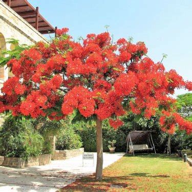 How to Use a Royal Poinciana for Bonsai | Hunker